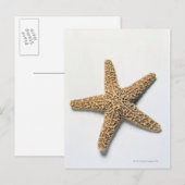 Carte Postale Coquille de poisson Starfish sur arrière - plan bl (Devant / Derrière)