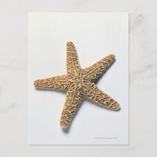 Carte Postale Coquille de poisson Starfish sur arrière - plan bl (Devant)