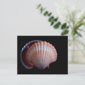 Carte postale Coquille de saint (Debout devant)