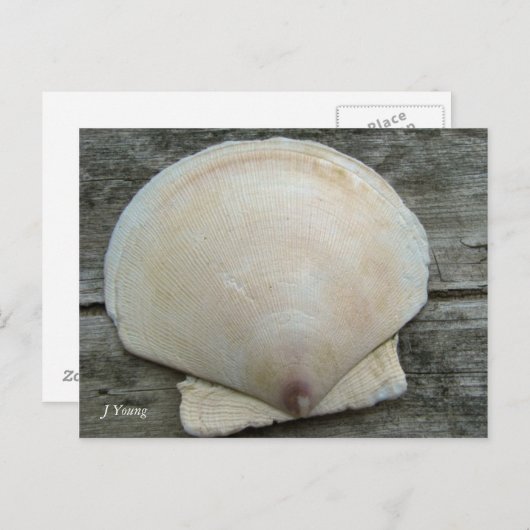 Carte Postale Coquille de saint Jacques (Devant / Derrière)