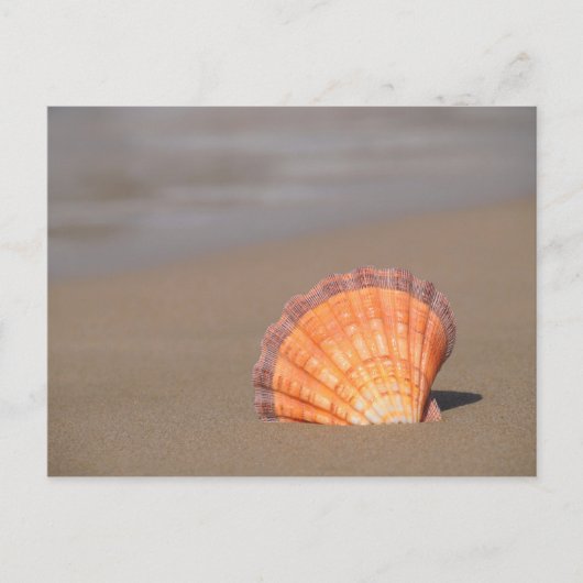 Carte Postale Coquille de Saint-Jacques| Crète, Grèce (Devant)