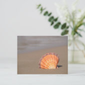 Carte Postale Coquille de Saint-Jacques| Crète, Grèce (Debout devant)