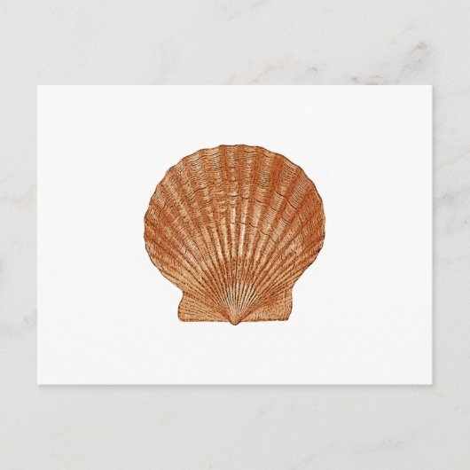 Carte Postale Coquille de saint-jacques de baie (Devant)