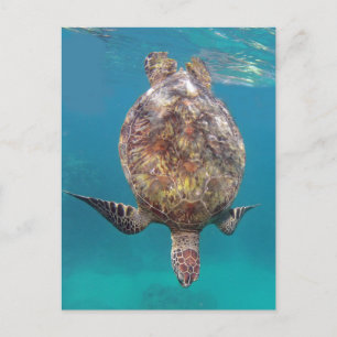 Carte Postale Coquille de tortue Hawaii