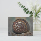 Carte Postale Coquille d'escargot (Debout devant)