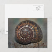 Carte Postale Coquille d'escargot (Devant / Derrière)