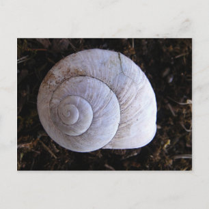 Carte Postale Coquille d'escargot cool