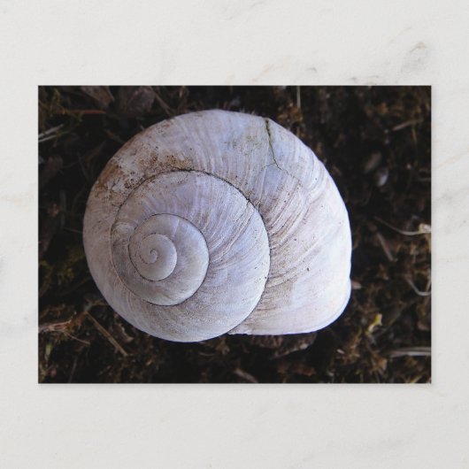 Carte Postale Coquille d'escargot cool (Devant)