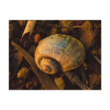 Coquille d'escargot sur la côte rocheuse coucher d