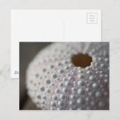 Carte Postale Coquille d'oursin (Devant / Derrière)