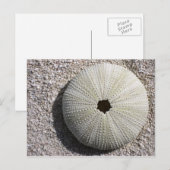 Carte Postale Coquille d'oursin sur le sable (Devant / Derrière)