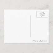 Carte Postale Coquille d'oursin sur le sable (Dos)