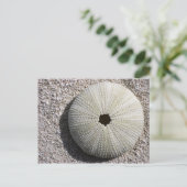 Carte Postale Coquille d'oursin sur le sable (Debout devant)