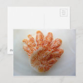 Carte Postale Coquille mâle de chaton (Devant / Derrière)