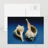 Carte Postale Coquille murex (Devant / Derrière)