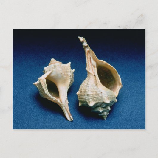 Carte Postale Coquille murex (Devant)