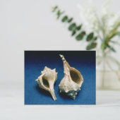 Carte Postale Coquille murex (Debout devant)