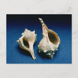 Carte Postale Coquille murex