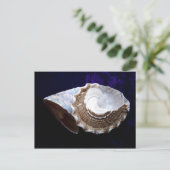 Carte Postale Coquilles (Debout devant)