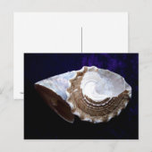 Carte Postale Coquilles (Devant / Derrière)