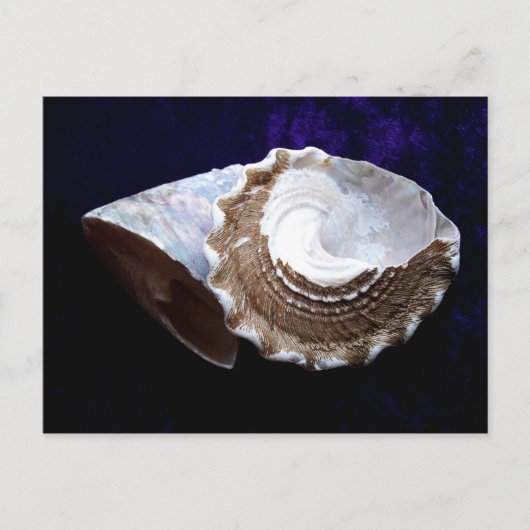Carte Postale Coquilles (Devant)