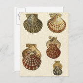 Carte Postale Coquilles antiques craquelées (Devant / Derrière)