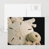Carte Postale Coquilles blanches et dollar de sable (Devant / Derrière)