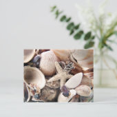 Carte Postale Coquilles de mer (Debout devant)