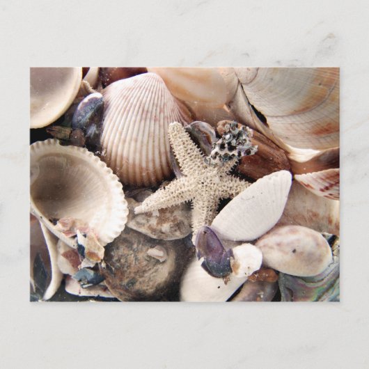 Carte Postale Coquilles de mer (Devant)
