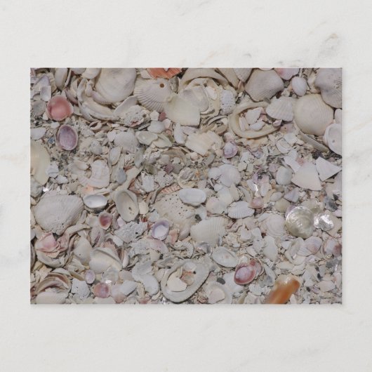 Carte Postale Coquilles De Mer De Sanibel (Devant)