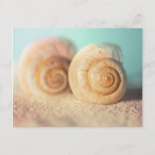 Carte Postale Coquilles de Nautilus sur la plage