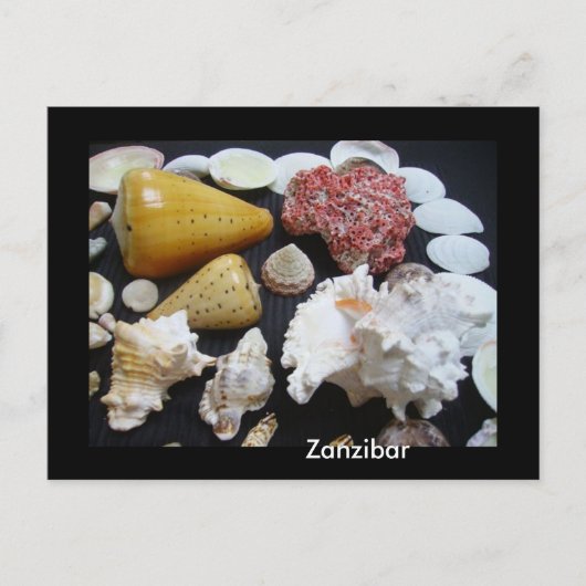Carte Postale coquilles de Zanzibar (Devant)