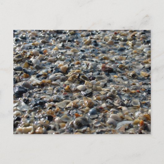 Carte Postale Coquilles et galets (Devant)