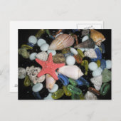 Carte Postale Coquilles et roches de mer (Devant / Derrière)