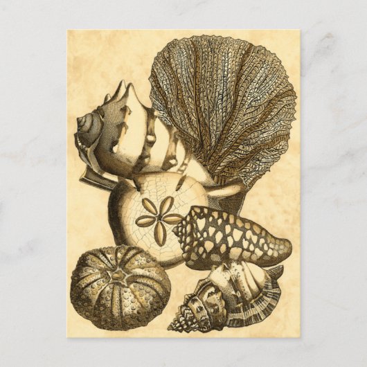 Carte Postale Coquilles neutres et collection de corail (Devant)