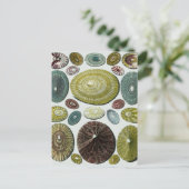 Carte Postale Coquilles Vintage (Debout devant)