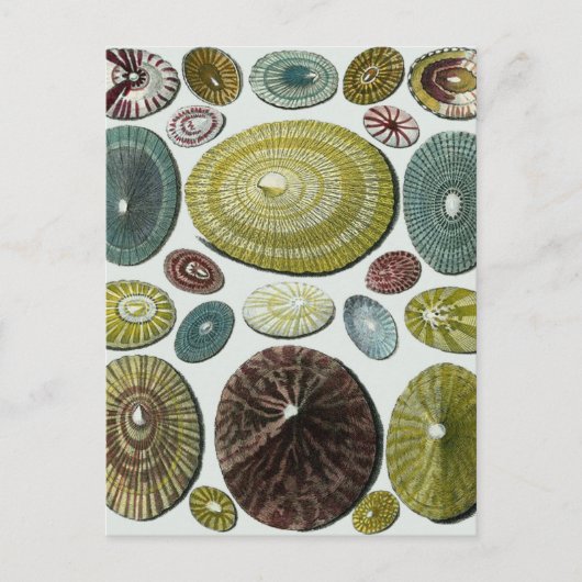 Carte Postale Coquilles Vintage (Devant)