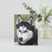 Carte Postale coquin (Debout devant)