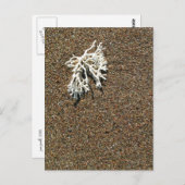 Carte Postale Corail (Devant / Derrière)