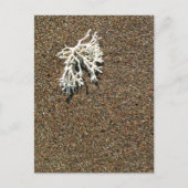 Carte Postale Corail (Devant)