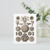 Carte Postale Corail (Debout devant)