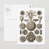 Carte Postale Corail (Devant / Derrière)