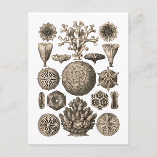 Carte Postale Corail (Devant)