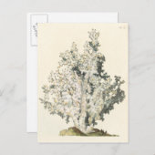 Carte Postale Corail antique d'aquarelle (Devant / Derrière)