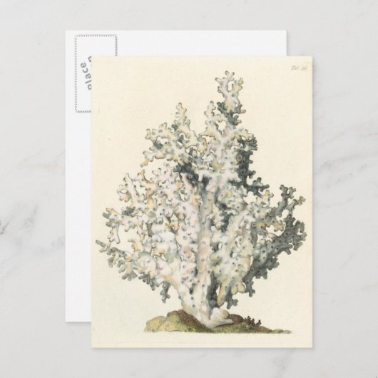 Carte Postale Corail antique d'aquarelle (Devant / Derrière)