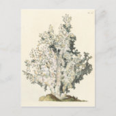 Carte Postale Corail antique d'aquarelle (Devant)