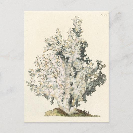 Carte Postale Corail antique d'aquarelle (Devant)