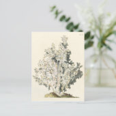 Carte Postale Corail antique d'aquarelle (Debout devant)