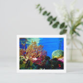 Carte Postale Corail clair (Debout devant)