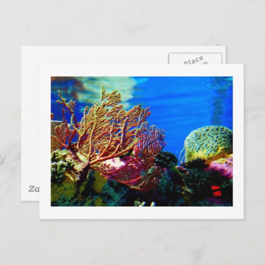 Carte Postale Corail clair (Devant / Derrière)